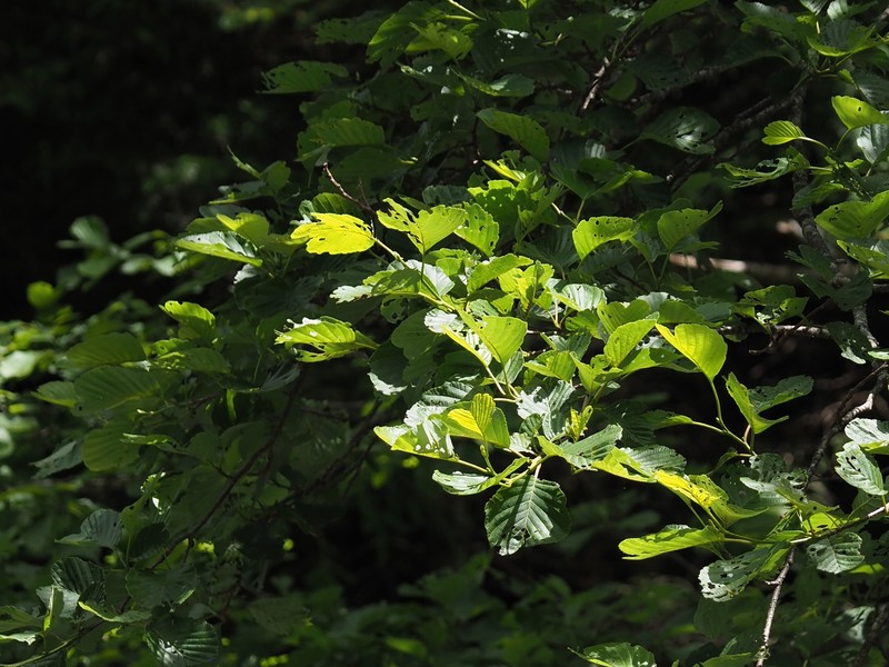Alnus matsumurae photo 4