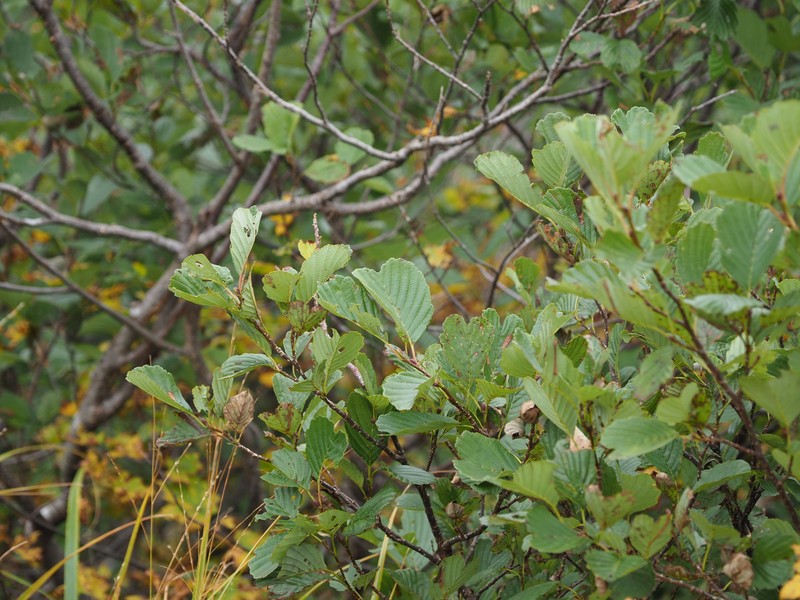 Alnus matsumurae photo 5
