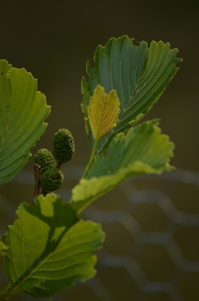 Alnus matsumurae photo 6