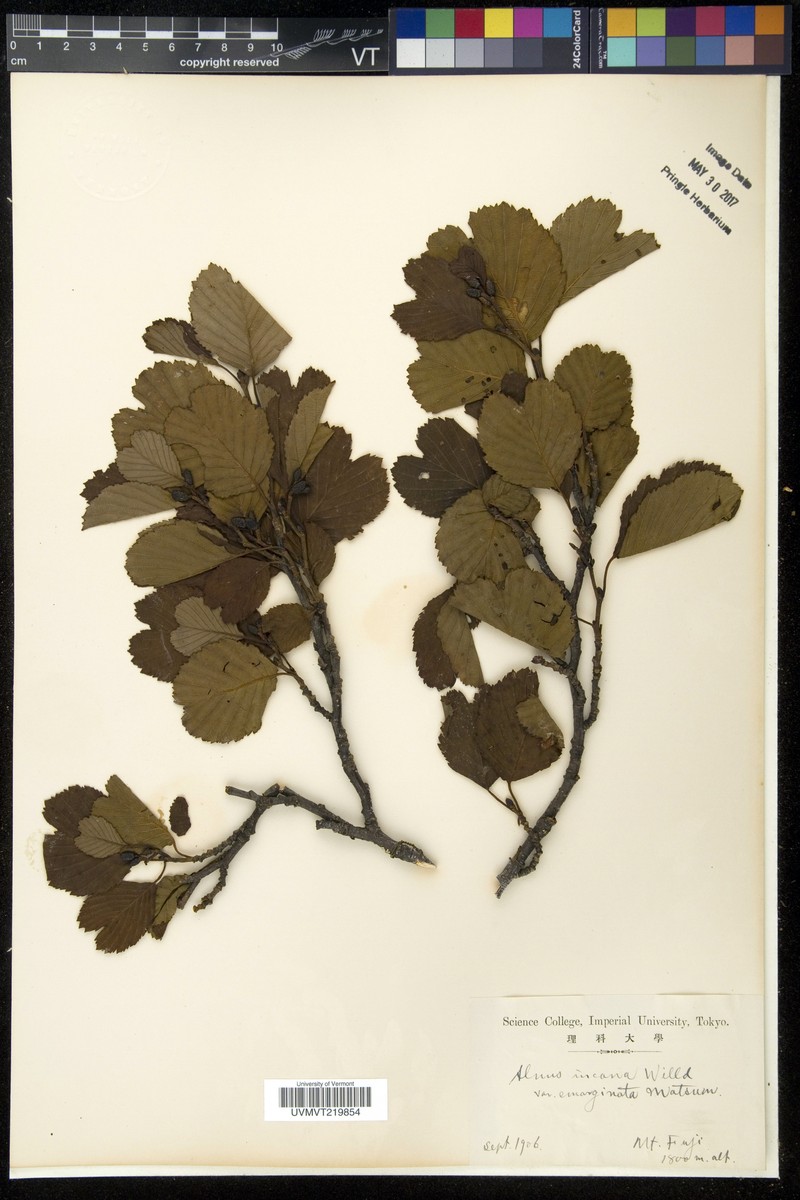 Alnus matsumurae photo 7