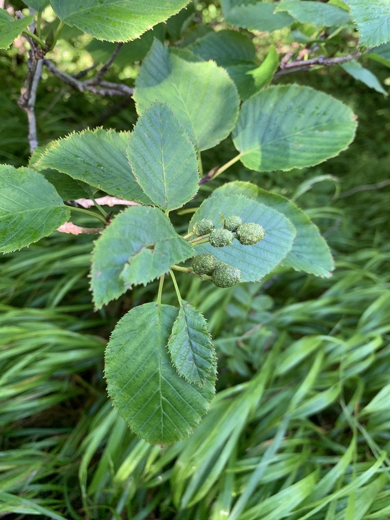 Alnus maximowiczii photo 2