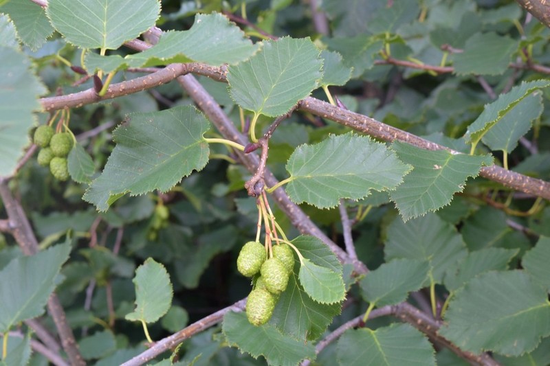 Alnus maximowiczii photo 3