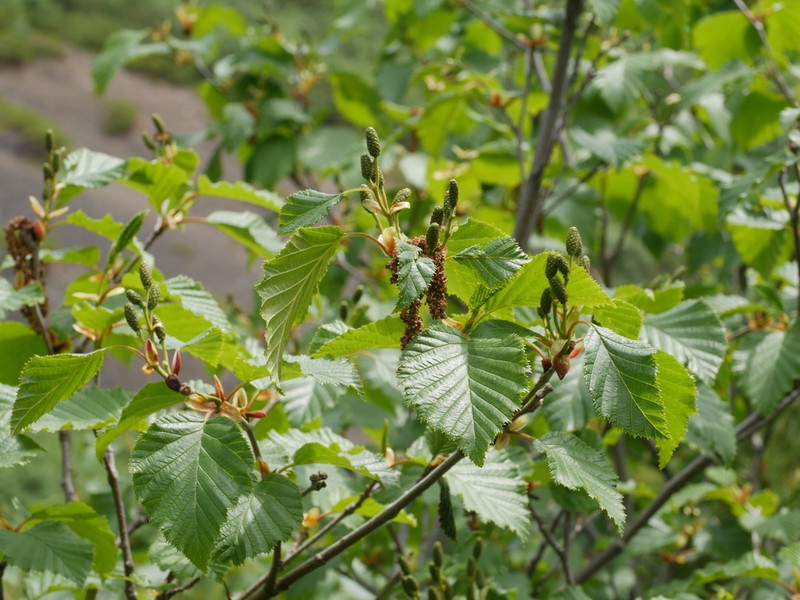 Alnus maximowiczii photo 4