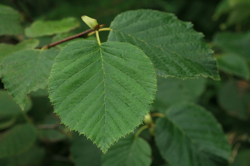 Alnus maximowiczii photo 5