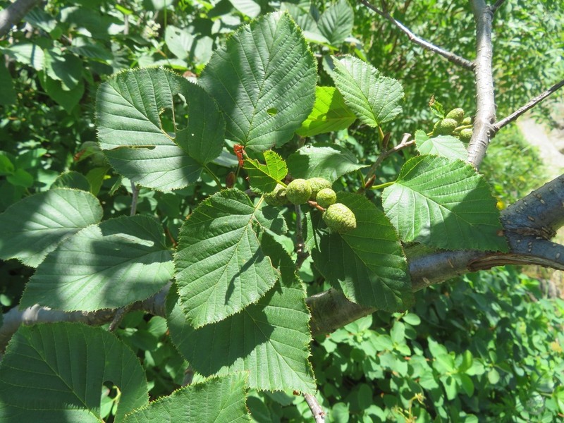 Alnus maximowiczii photo 6
