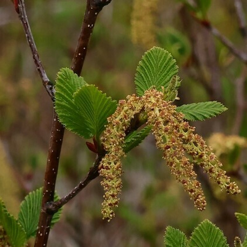 Alnus maximowiczii photo 7