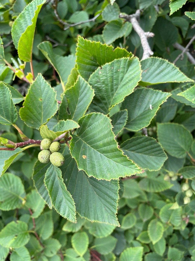 Alnus maximowiczii photo 8