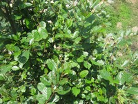 Nepal Alder
