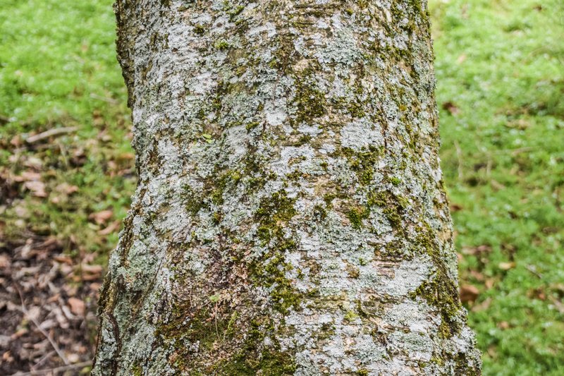 Nepal Alder photo 2