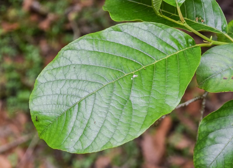 Nepal Alder photo 3