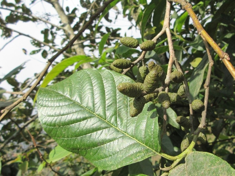 Nepal Alder photo 4