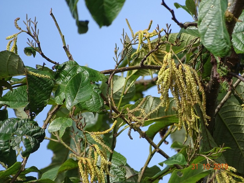 Nepal Alder photo 5