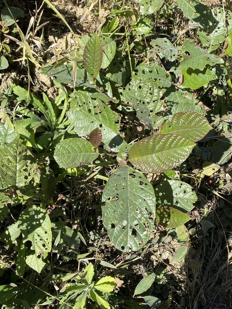 Nepal Alder photo 6