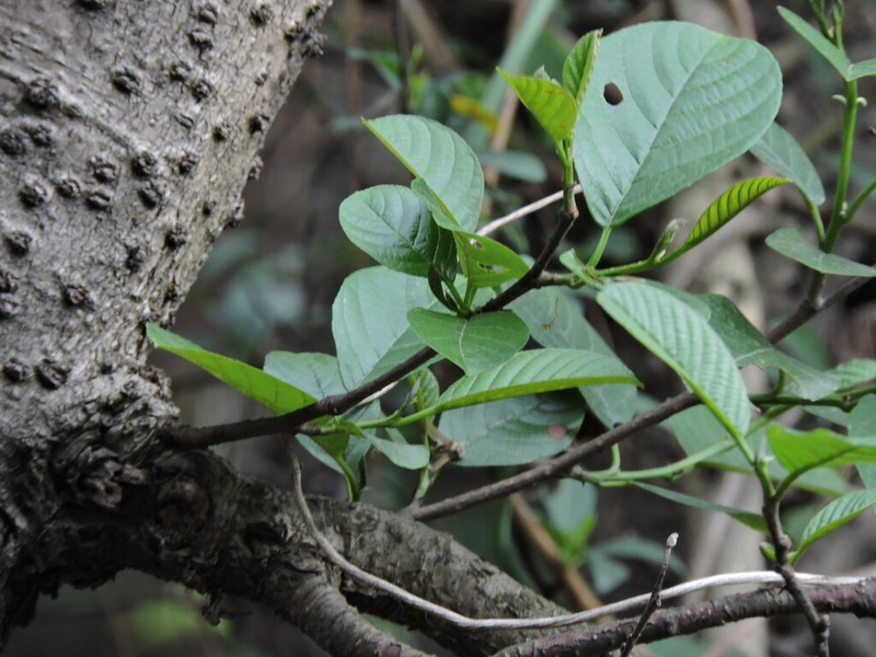 Nepal Alder photo 7
