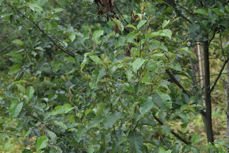 Nepal Alder photo 8