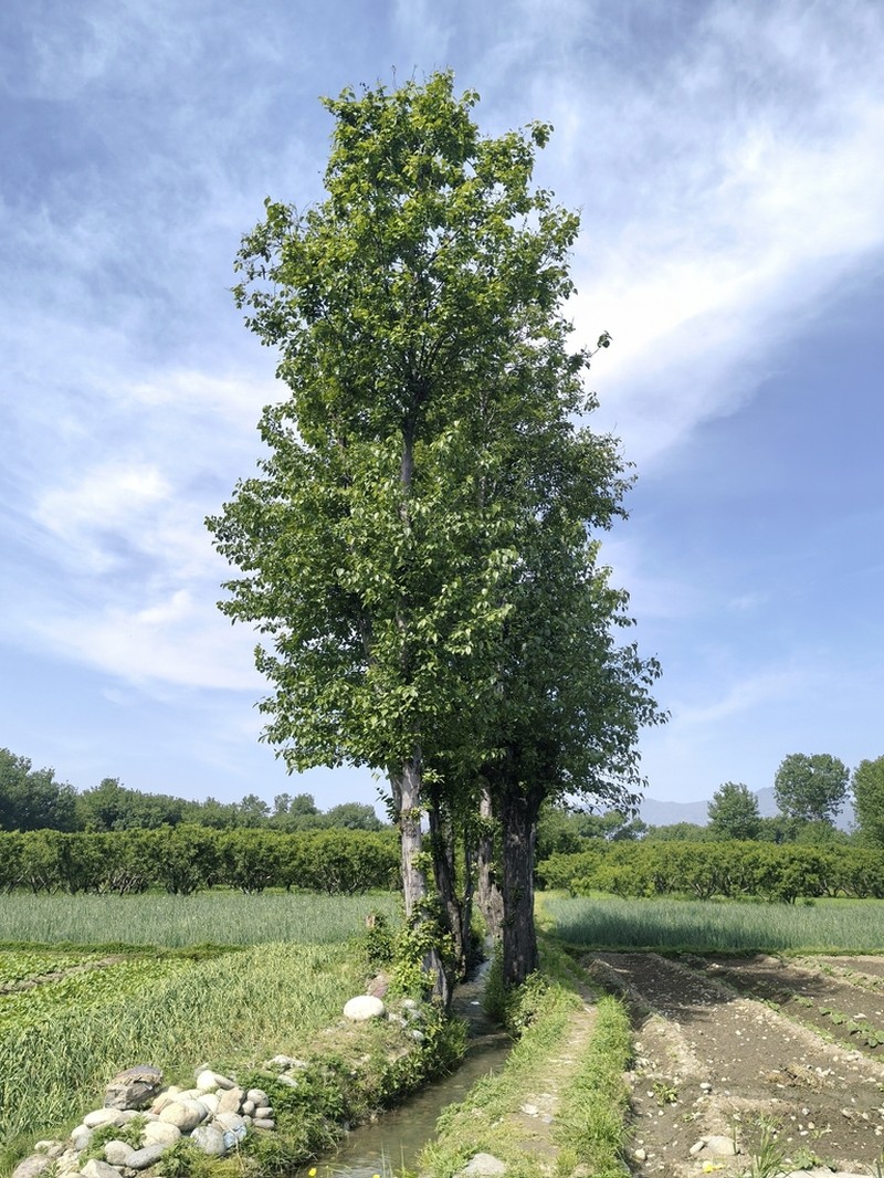 Alnus nitida photo 4