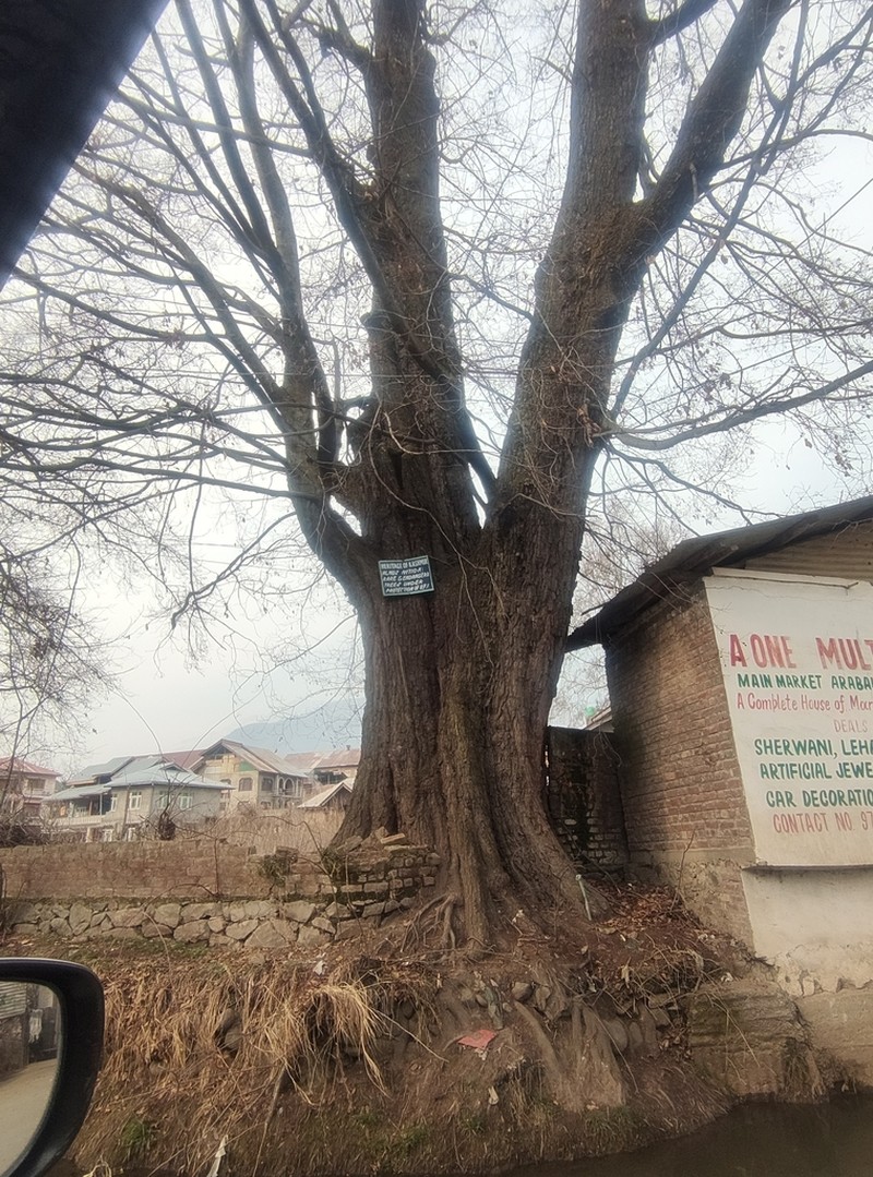 Alnus nitida photo 5