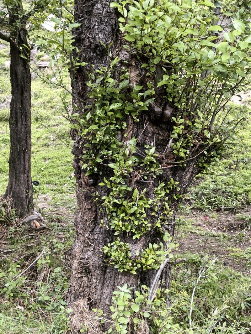 Alnus nitida photo 6