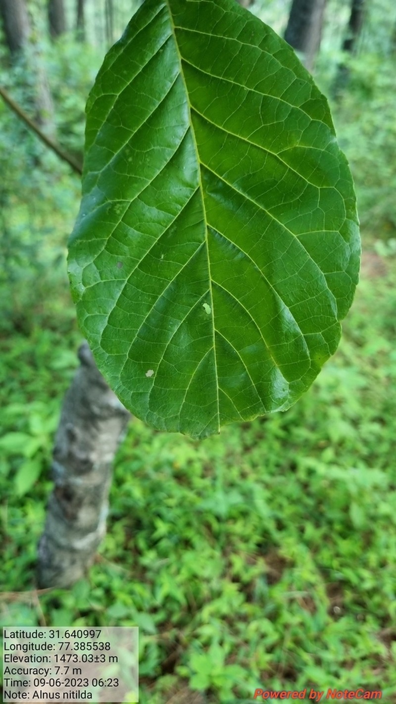 Alnus nitida photo 7