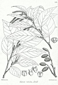 Alnus nitida