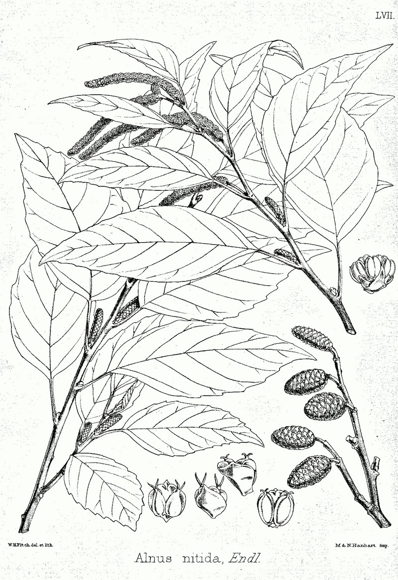 Alnus nitida