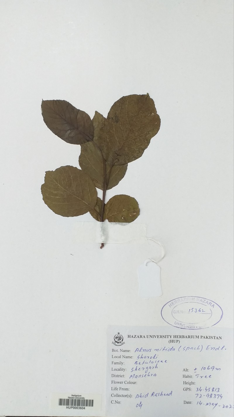 Alnus nitida photo 2