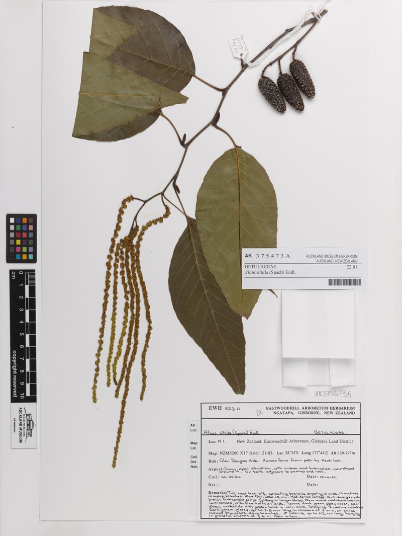 Alnus nitida photo 3