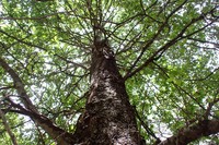 Arizona Alder