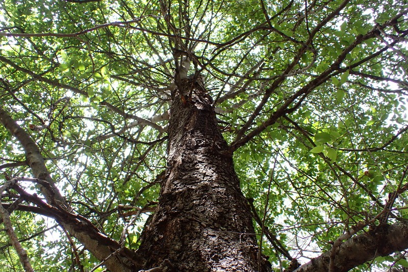 Arizona Alder