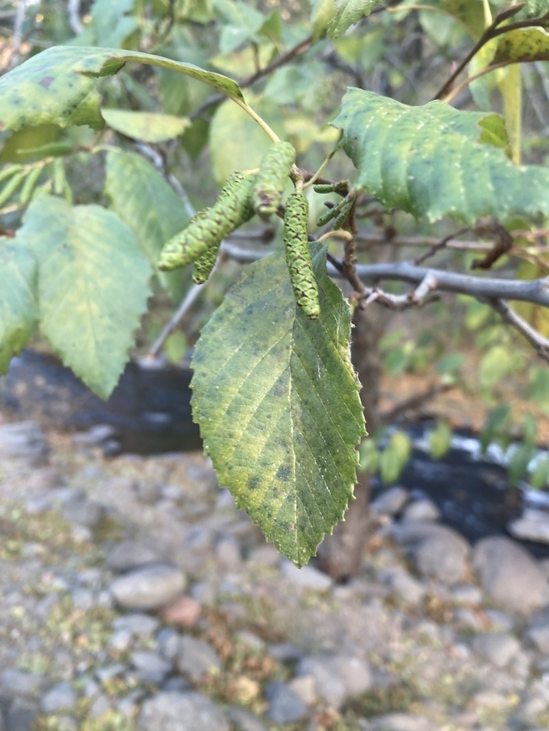Arizona Alder photo 2