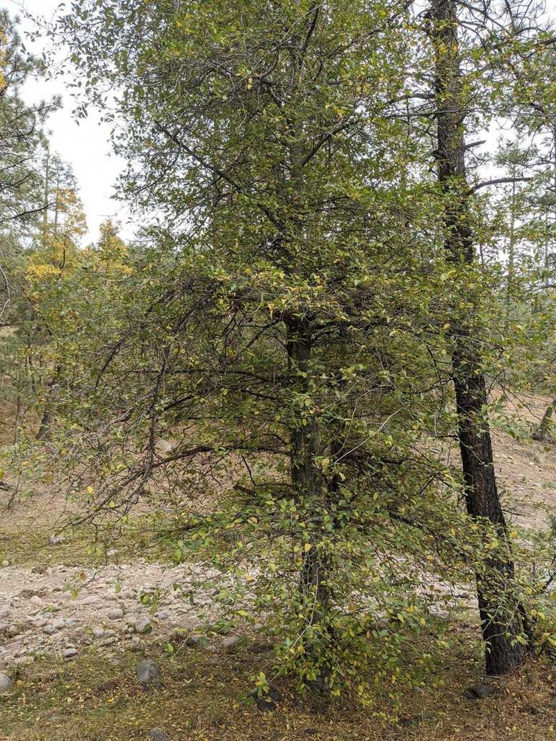 Arizona Alder photo 3