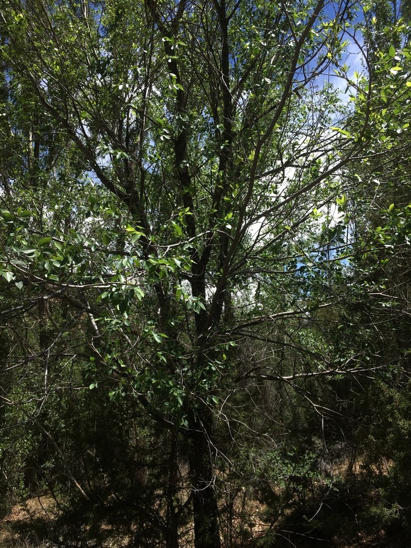 Arizona Alder photo 4
