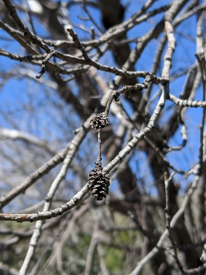Arizona Alder photo 5