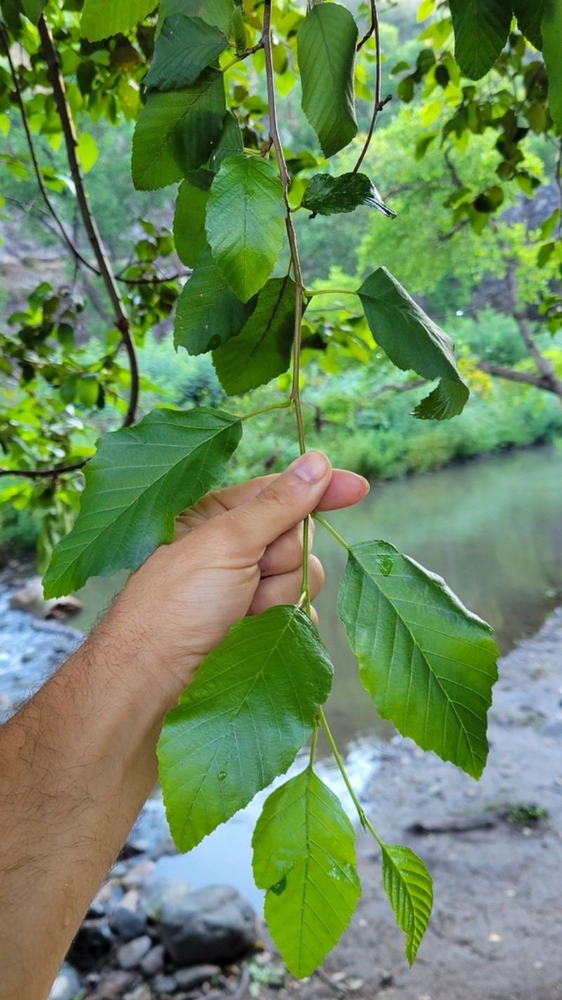 Arizona Alder photo 6