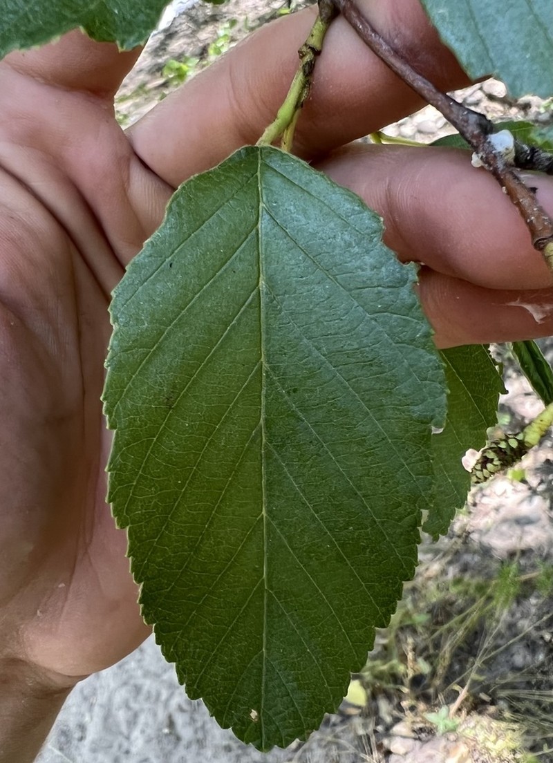 Arizona Alder photo 8