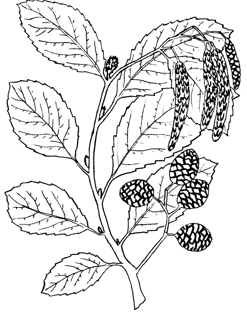 Arizona Alder