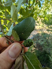 Alnus orientalis
