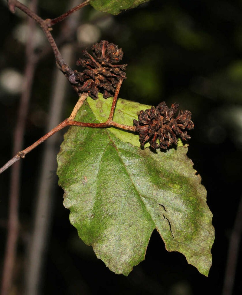 Alnus orientalis photo 2