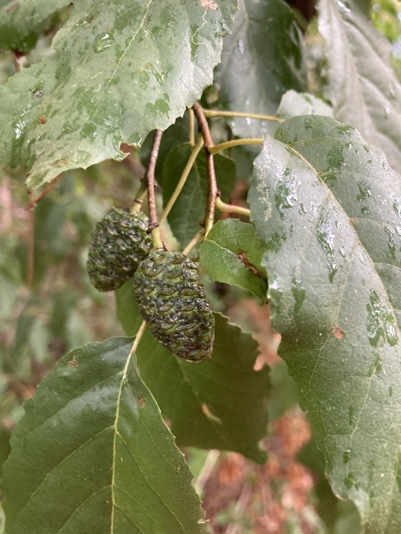 Alnus orientalis photo 3