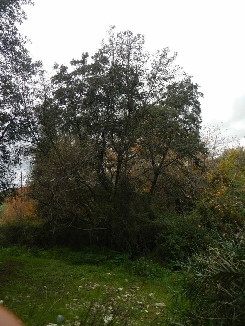 Alnus orientalis photo 4