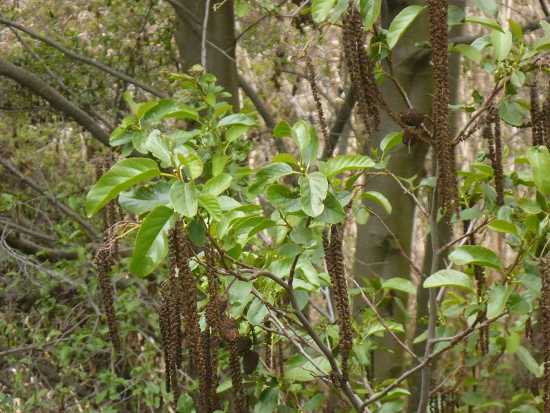 Alnus orientalis photo 5