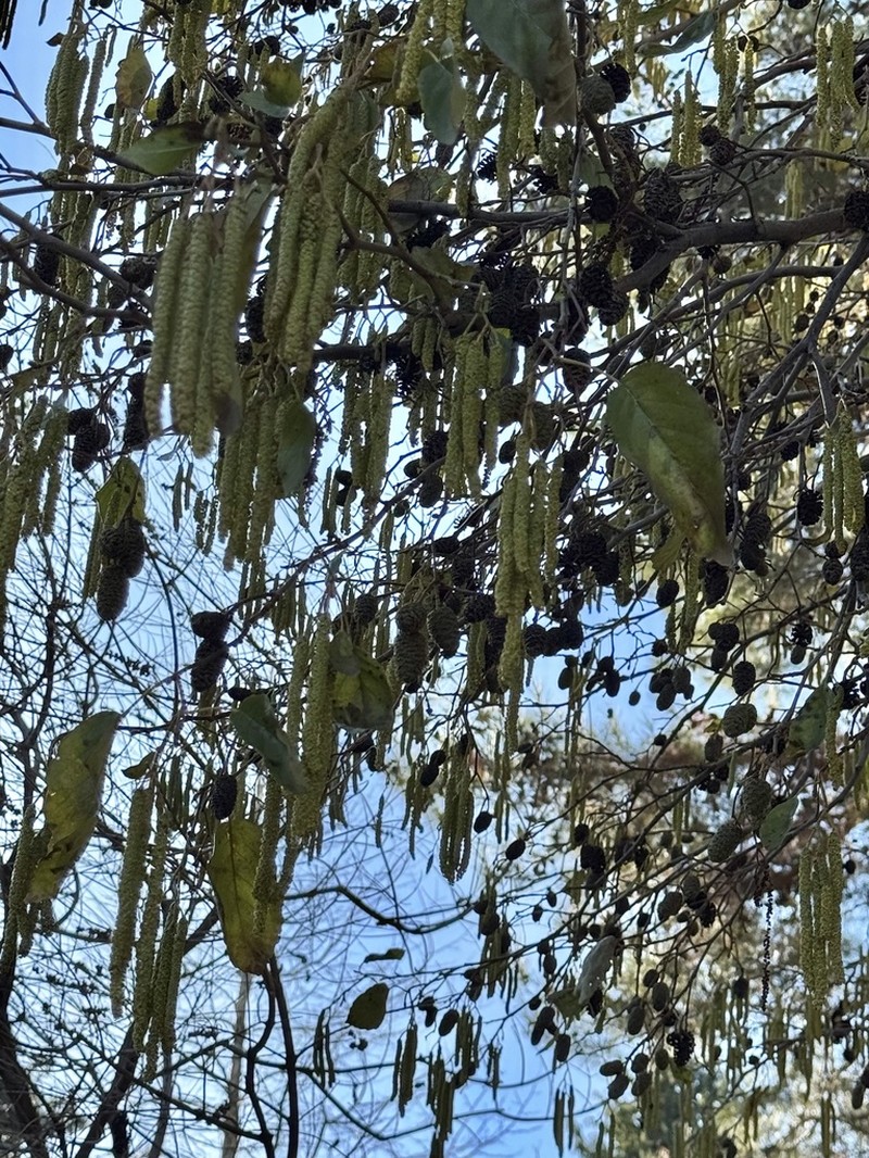 Alnus orientalis photo 6