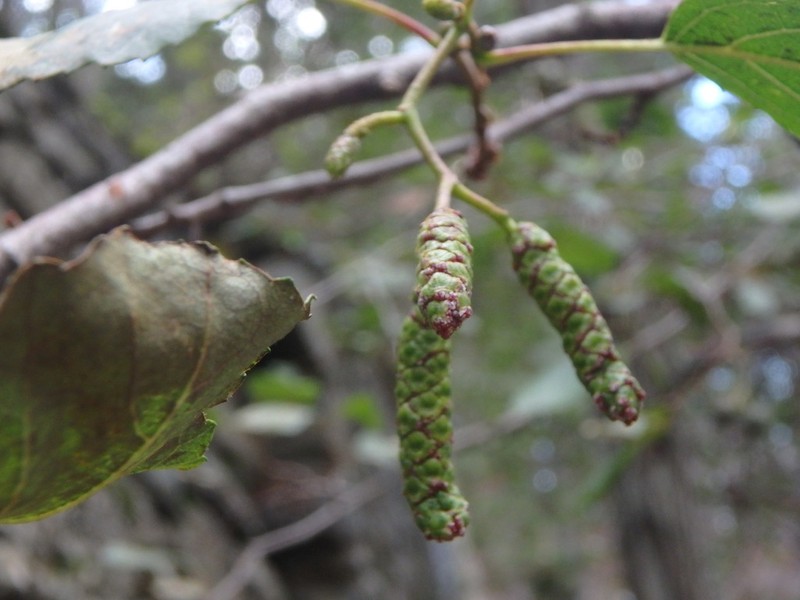 Alnus orientalis photo 7