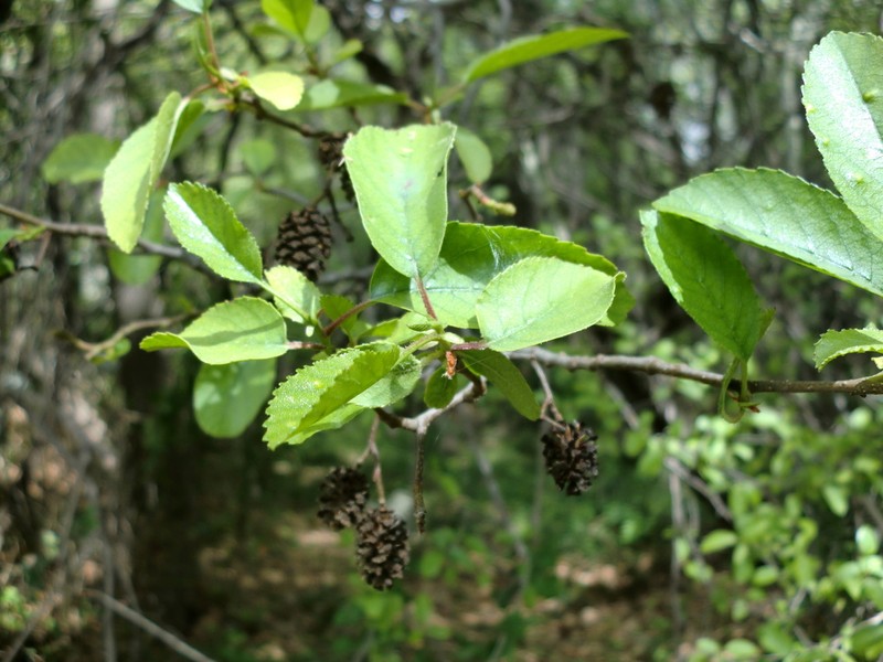 Alnus orientalis photo 8