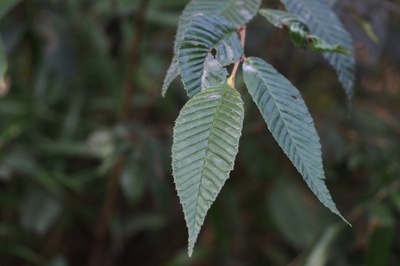 Alnus pendula