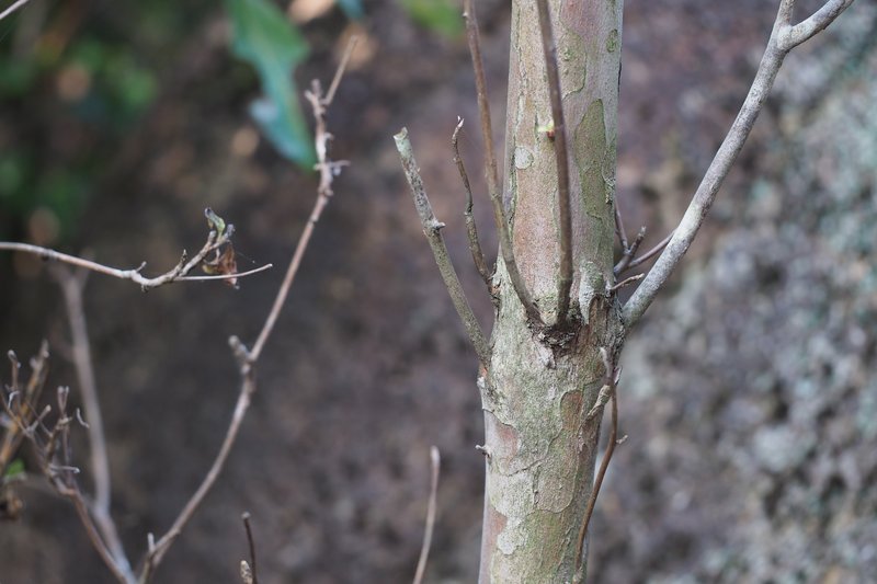 Alnus pendula photo 2