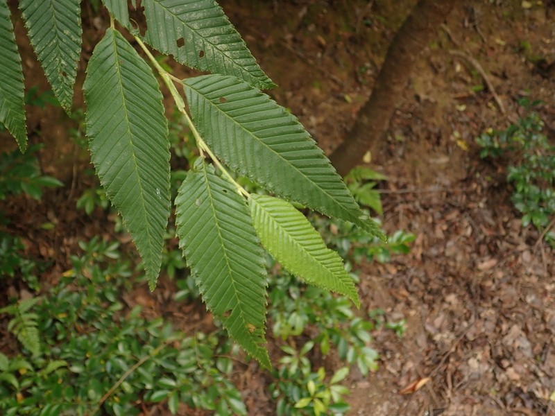 Alnus pendula photo 3