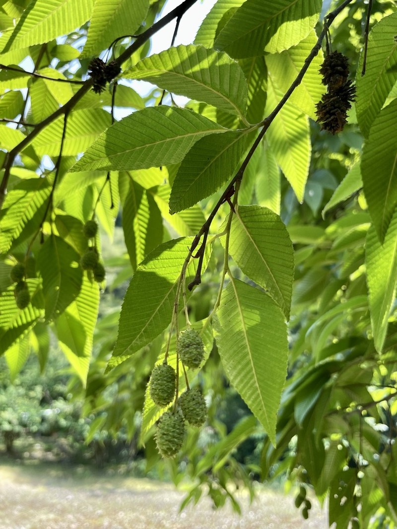 Alnus pendula photo 4