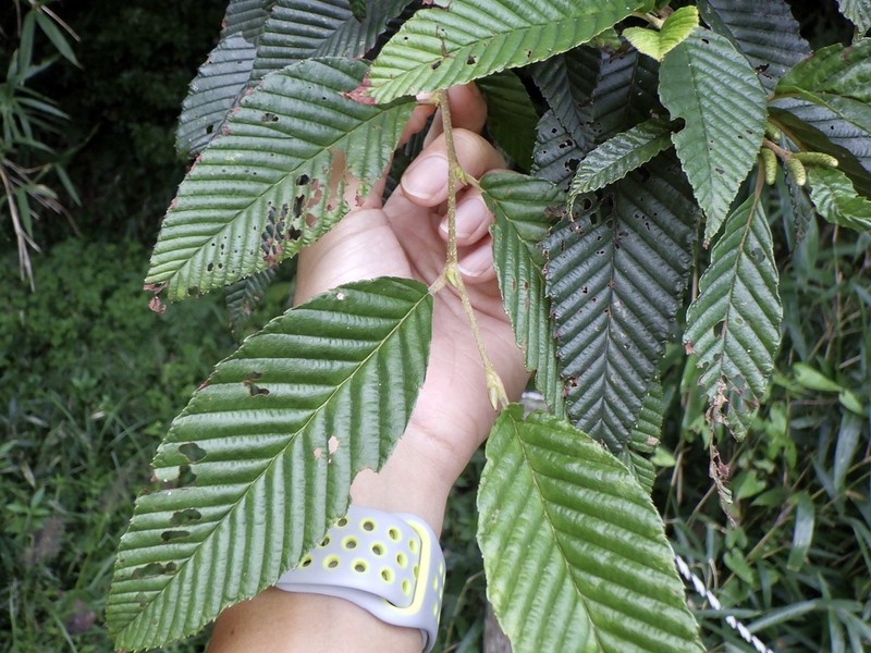 Alnus pendula photo 5