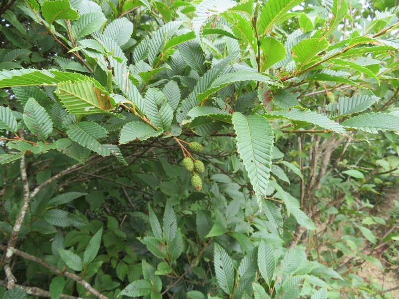 Alnus pendula photo 6